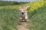 CORGI PEMBROKE 459